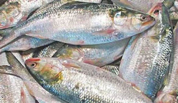 ৩ দিনে বেনাপোল বন্দর দিয়ে ১৯৮ টন ইলিশ রপ্তানি