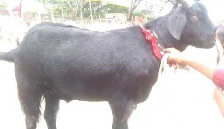 এক ছাগলের মালিকানা দাবি দু’ব্যক্তির, অতঃপর