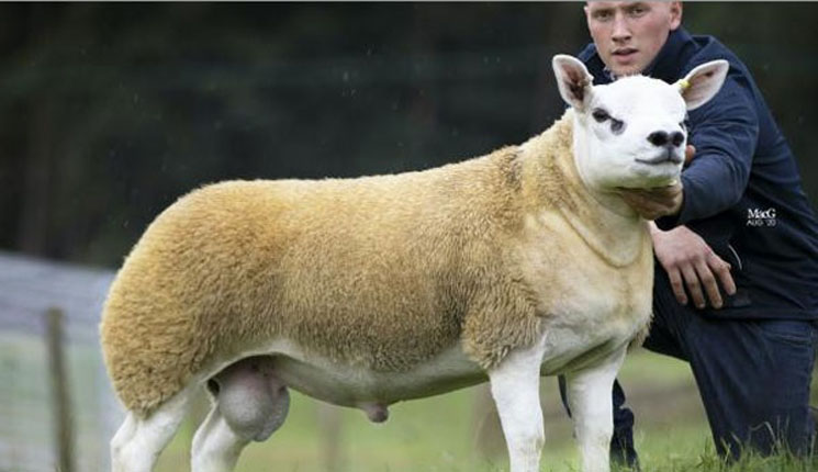 ভেড়ার দাম ৪ কোটি ১৬ লাখ টাকা!