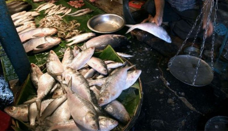 অক্টোবর মাস পর্যন্ত ইলিশের দাম কম থাকবে  