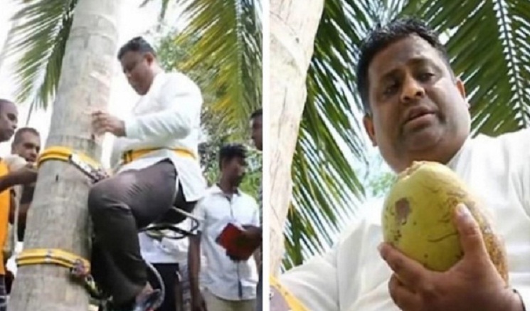 নারিকেল সংকট: গাছে উঠে মন্ত্রীর ভাষণ
