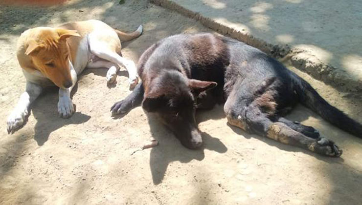 কুকুর স্থানান্তর বন্ধে কেয়ার ফর পজের বন্ধ্যাত্বকরণ কর্মসূচি