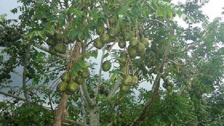 ঝালকাঠির সুস্বাদু আমড়া যাচ্ছে সারা দেশে