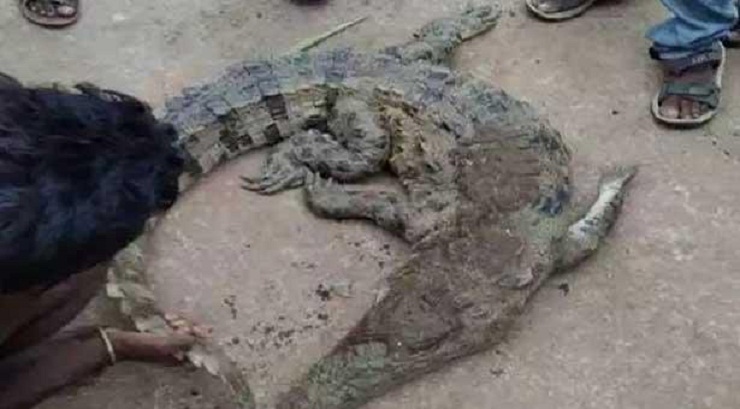 নদী থেকে উঠে আসছে এক একটা কুমির, এলাকায় আতঙ্ক!