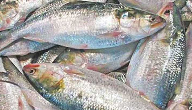 ইলিশ শিকারের দায়ে ১৩০ জেলের জেল-জরিমানা
