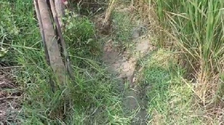 বিয়ের প্রলোভনে প্রেমিকের ডাকে সাড়া, ধানক্ষেতে ফেলে দলবদ্ধ ধর্ষণ