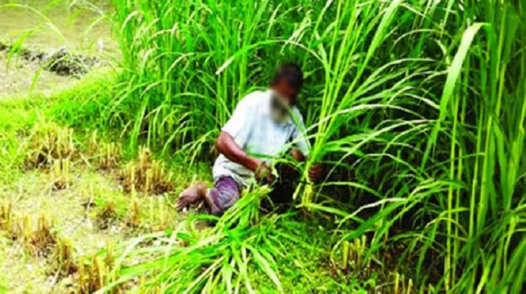 ঘাসের চাষ শিখতে এবার বিদেশ যাবেন ৩২ কর্মকর্তা