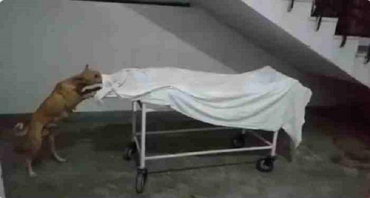 হাসপাতালে কিশোরীর মৃতদেহ ছিঁড়ে খাচ্ছে কুকুর! (ভিডিও)