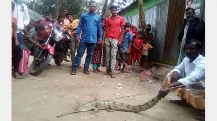 বড় মাছ ভেবে টানলেন জাল, উঠে এলো বিশাল ঘড়িয়াল