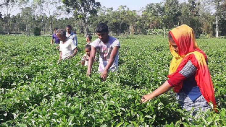 তামাক ছেড়ে চা চাষে ঝুঁকছে তারাগঞ্জের কৃষকরা