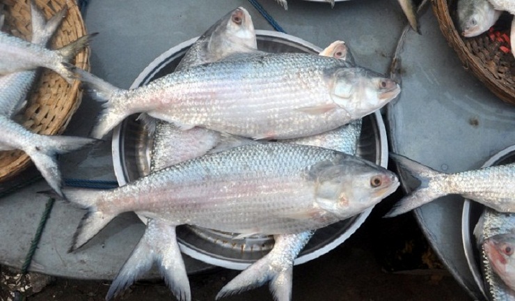 মাওয়ায় কেজি প্রতি ইলিশের দাম কমলো ২৫০ টাকা