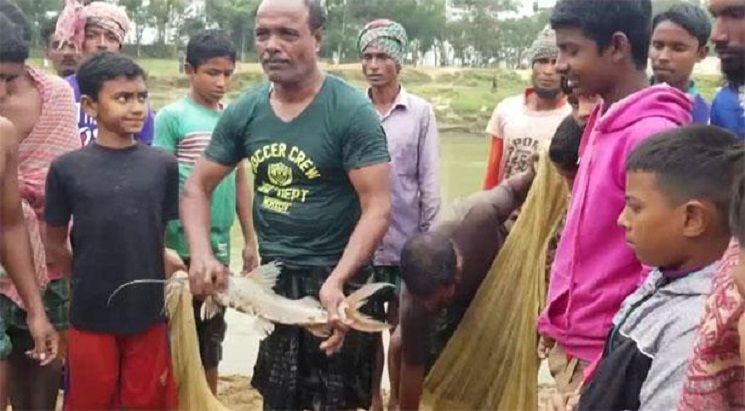 মনু নদীতে মাছ ধরা উৎসব