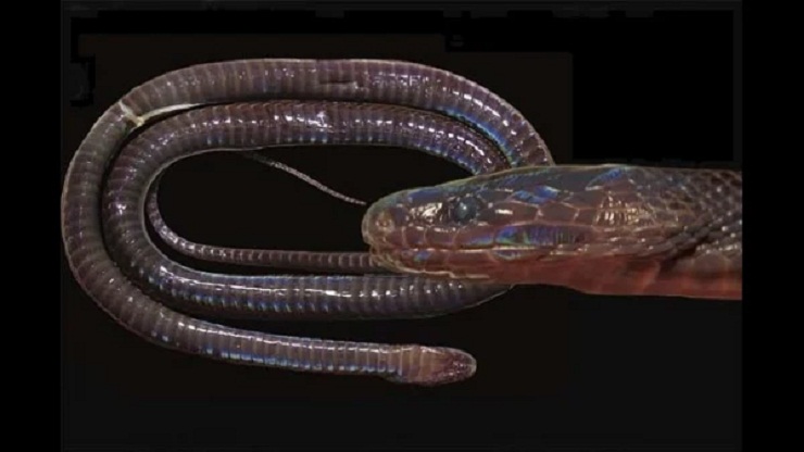 চীন সীমান্তে নতুন প্রজাতির অদ্ভুত সাপের সন্ধান