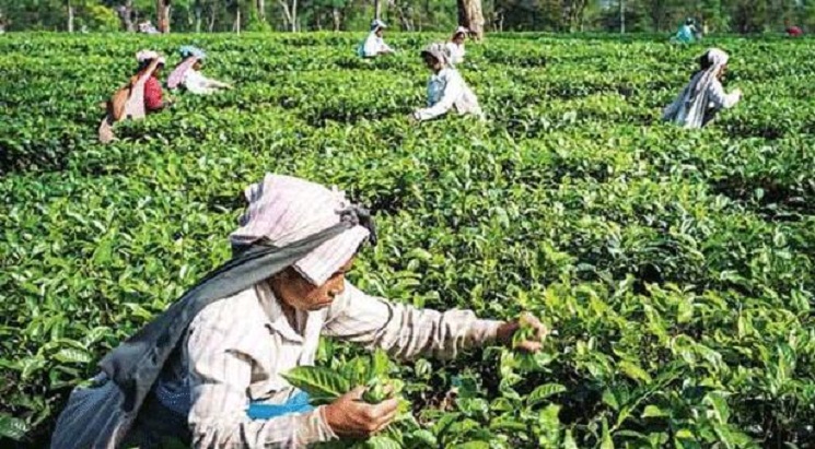 মহামারিতেও বেড়েছে তুরস্কের চা রফতানি