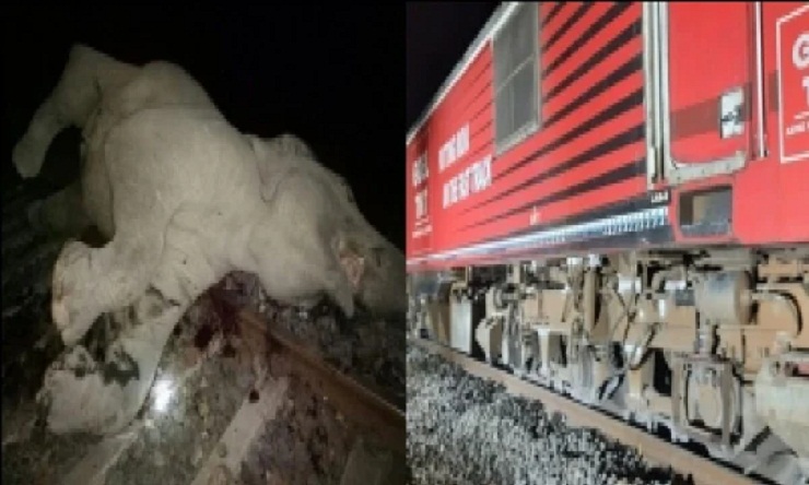 হাতির সঙ্গে ধাক্কা লেগে লাইনচ্যুত ট্রেন!