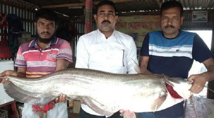 পদ্মায় জেলের জালে ২৫ কেজির বোয়াল