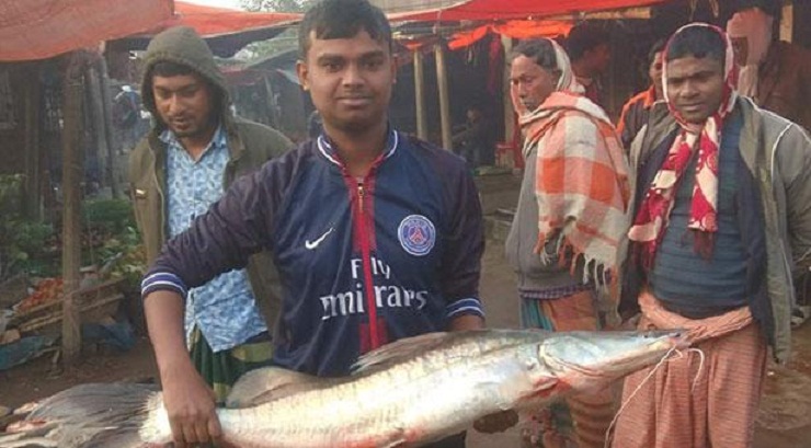 লালপুরে পদ্মায় মিলল ১১ কেজির আইড়