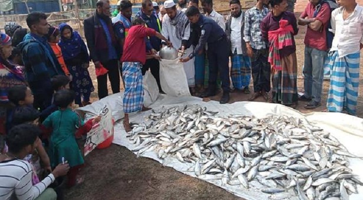 মেঘনায় ৫০০ কেজি জাটকা জব্দ