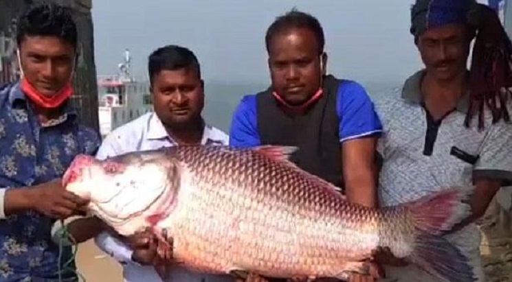 এক কাতলের দাম ৪৬ হাজার টাকা