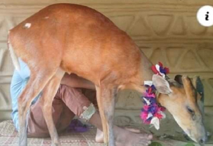 দোয়ারাবাজারে বন্য হরিণ শাবক আটক করেছে গ্রামবাসী