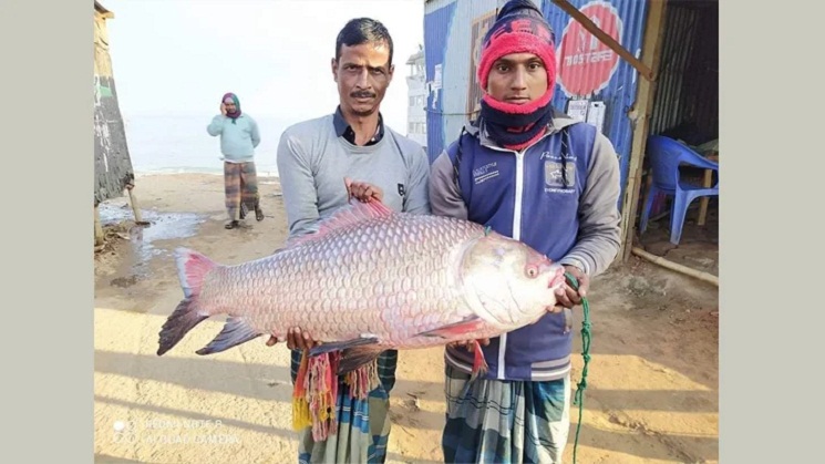 এক কাতল মাছের দাম ৩৪৮৫০ টাকা