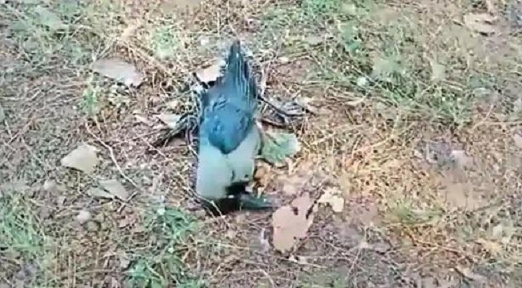 করোনার ভেতরেই বার্ডফ্লুর হানা