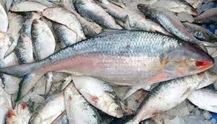আগামী পাঁচ বছর ইলিশ রফতানি করবে না সরকার