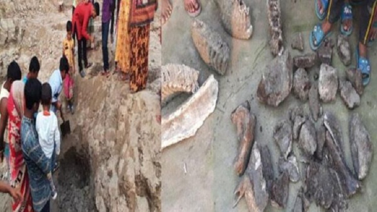 পুকুরের নিচে হাতির কঙ্কাল, অবাক গ্রামবাসী 