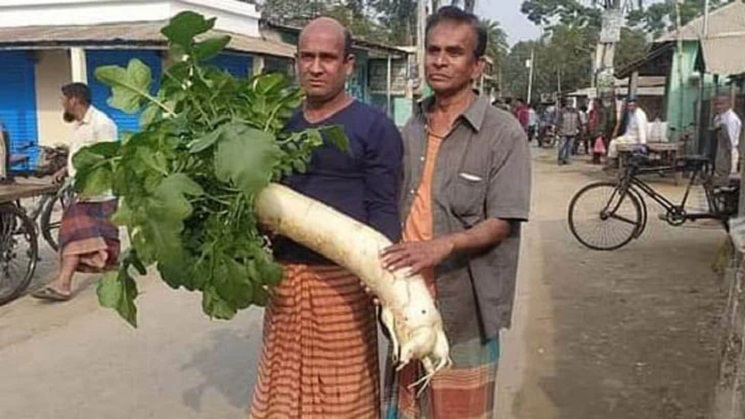 এক মুলার ওজন সাড়ে ৮ কেজি