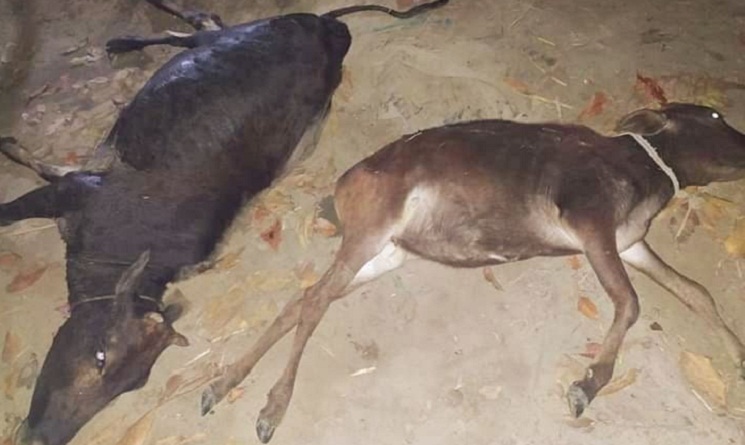 দোয়ারাবাজারে বিষ প্রাণে কৃষকের ৪ গরুর মৃত্যু