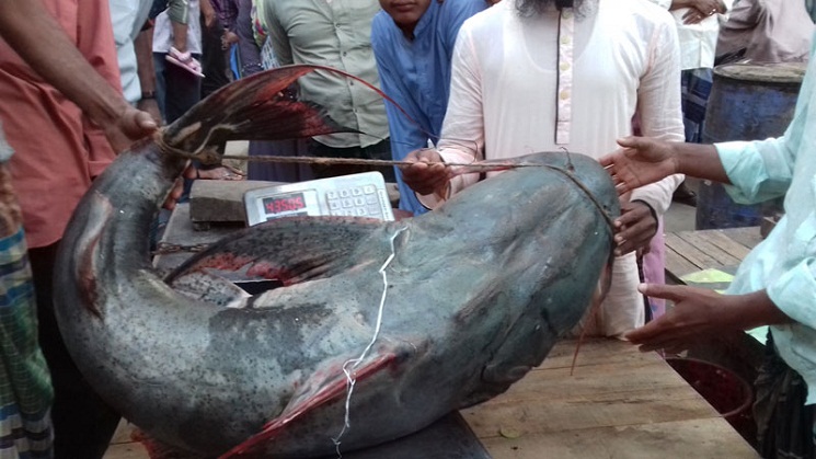 এক মাছের দাম ৬০ হাজার টাকা
