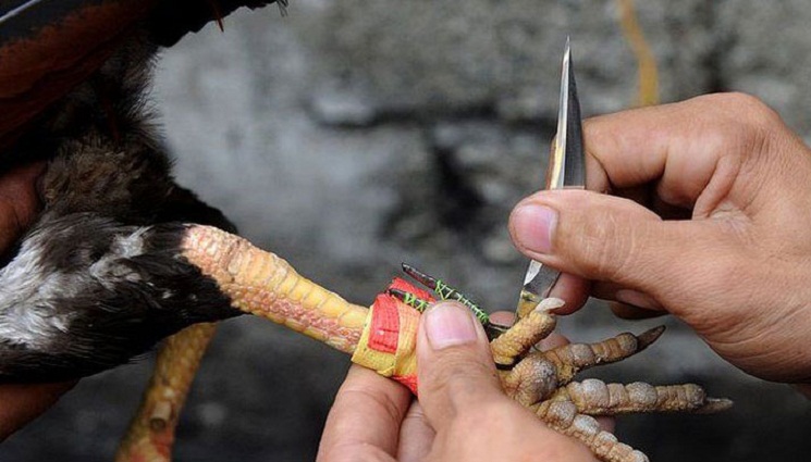 মোরগের ছুরিকাঘাতে মালিক নিহত