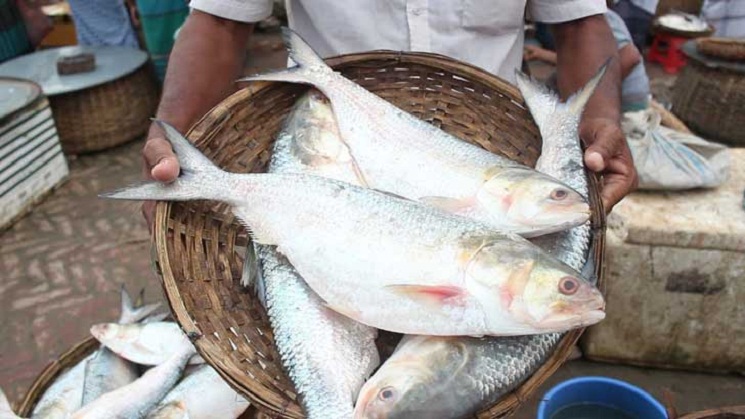 রাত থেকে ২ মাস ইলিশ ধরা নিষিদ্ধ