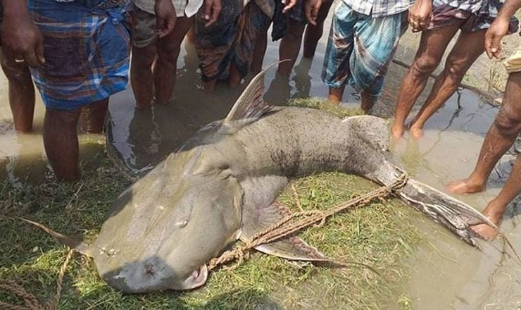 এক মাছের দাম এক লাখ ৩৭ হাজার টাকা!