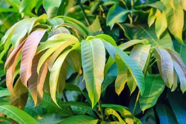 আম পাতার ছয় আশ্চর্য স্বাস্থ্যগুণ