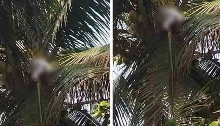 নাতির আবদার মেটাতে নারকেল গাছে উঠে দাদার মৃত্যু