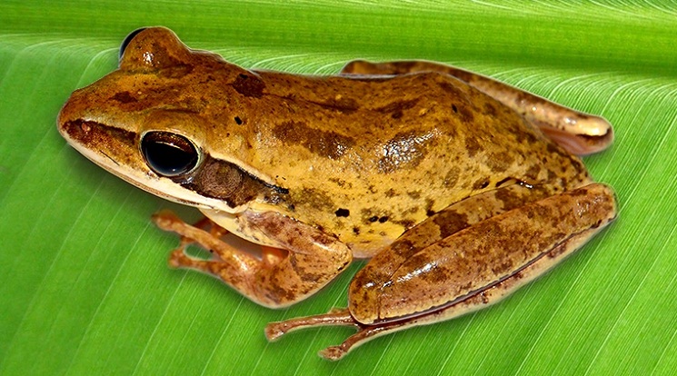 মশা মারতে এবার ঢাকায় ছাড়া হচ্ছে ব্যাঙ