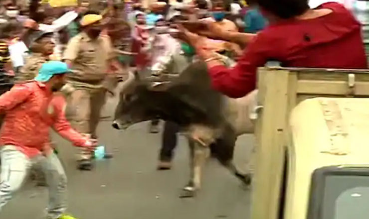 মমতার মিছিলে ষাঁড়ের তাণ্ডব!