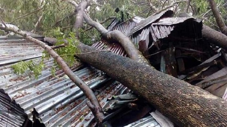 নীলফামারীতে গাছ চাপায় স্বামী-স্ত্রীর মর্মান্তিক মৃত্যু