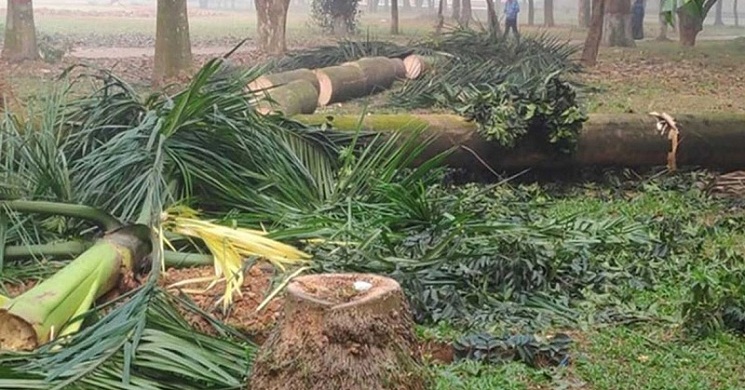 সোহরাওয়ার্দী উদ্যানে গাছ কাটা বন্ধে আদালত অবমাননার মামলা