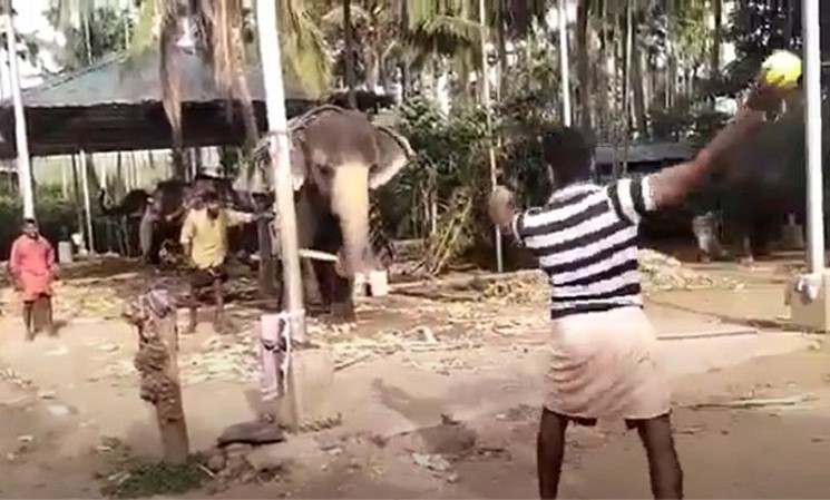 মানুষের বলে হাতির দুর্দান্ত 'ব্যাটিং', ভিডিও ভাইরাল