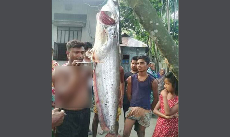 ভুট্টাক্ষেতে মিলল সাড়ে ১১ কেজির বোয়াল