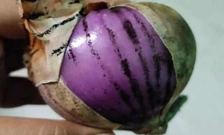 পেঁয়াজ থেকে ছড়াচ্ছে ব্ল্যাক ফাঙ্গাস?