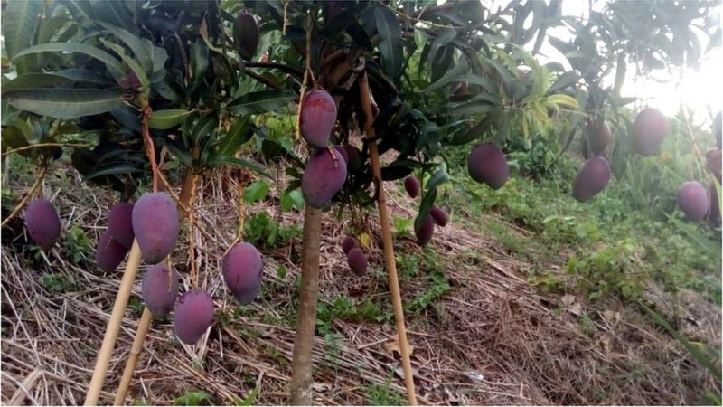 বিশ্বের সবচেয়ে দামি আমের ফলন হচ্ছে বাংলাদেশে