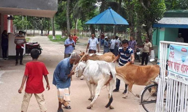 ২৮ দিন পর পুলিশ হেফাজত থেকে মুক্তি পেল ৪ গরু