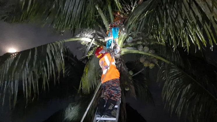 নারকেলগাছের মাথায় উঠেছিলেন নারী, উদ্ধার করল ফায়ার সার্ভিস