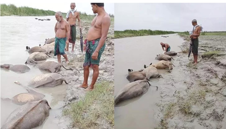 বজ্রপাতে একসঙ্গে ১৯ মহিষের মৃত্যু