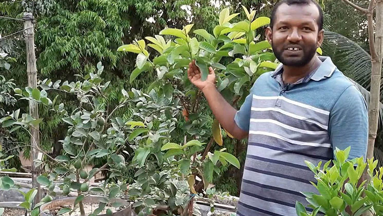 শখের ছাদ বাগান  এখন বানিজ্যিক নার্সারী