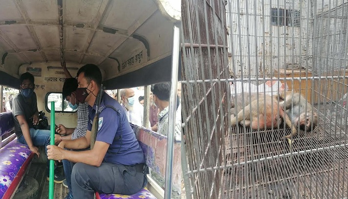 বঙ্গভ্যাক্স টিকা পরীক্ষায় বানর ধরতে গিয়ে লাঞ্ছিত ৫