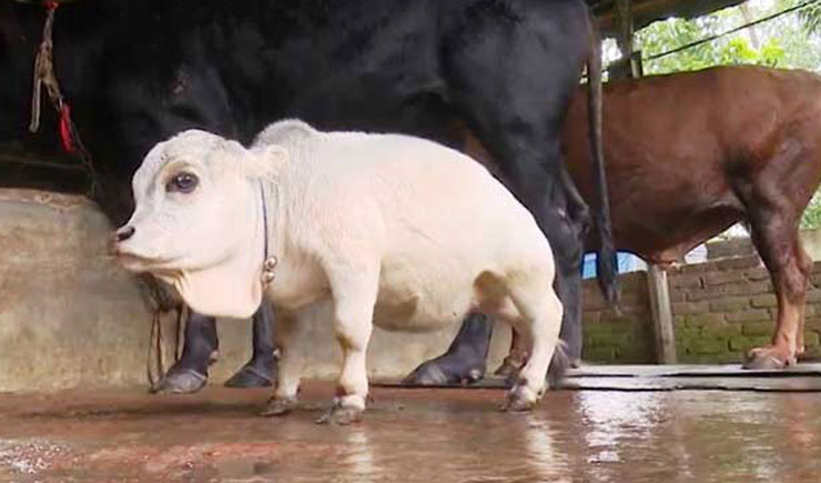 বিশ্বের সবচেয়ে ছোট গরু বাংলাদেশে